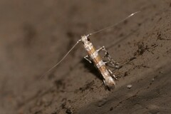 Acrocercops hedymopa