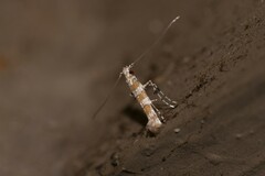 Acrocercops hedymopa