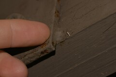 Acrocercops hedymopa