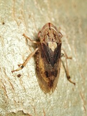 Stenocotis depressa