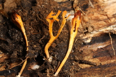 Clavulinopsis corniculata