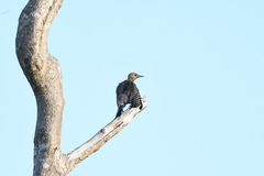 Melanerpes pygmaeus