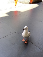 Chroicocephalus novaehollandiae