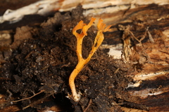 Clavulinopsis corniculata