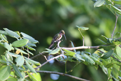 Anthracothorax prevostii