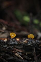 Dacrymyces capitatus