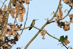 Anthracothorax prevostii