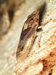 Stenocotis depressa