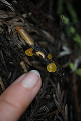 Dacrymyces capitatus