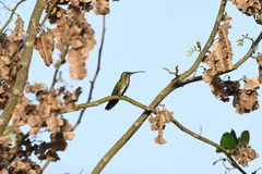 Anthracothorax prevostii