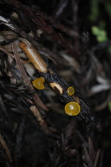 Dacrymyces capitatus