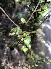Coprosma spathulata