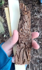 Phloeosinus sequoiae