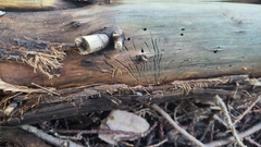 Phloeosinus sequoiae