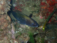 Sciaena umbra