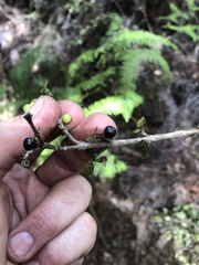Coprosma spathulata