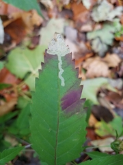 Liriomyza carphephori