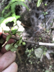 Coprosma spathulata