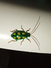 Diabrotica delrio