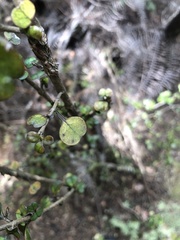 Coprosma spathulata