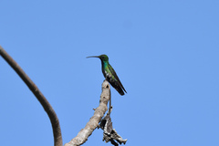 Anthracothorax prevostii