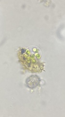 Chlamydomonadales