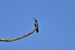 Anthracothorax prevostii