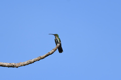 Anthracothorax prevostii