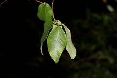 Bridelia leichhardtii