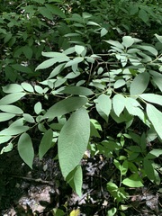 Lindera melissifolia
