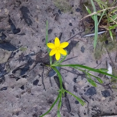 Hypoxis hygrometrica