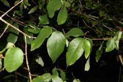 Bridelia leichhardtii