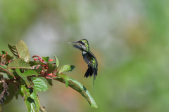 Cynanthus forficatus