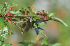 Cynanthus forficatus