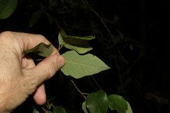 Bridelia leichhardtii