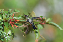Cynanthus forficatus