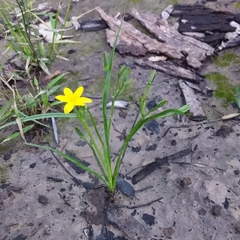 Hypoxis hygrometrica
