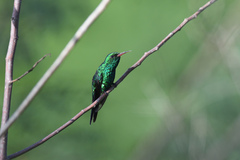 Cynanthus forficatus