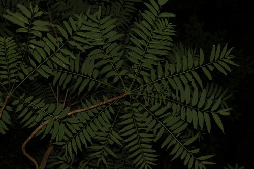 Image of Ailanthus triphysa by (c) Greg Tasney, some rights reserved (CC BY-SA)