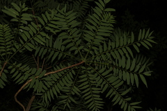 Ailanthus triphysa