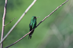 Cynanthus forficatus
