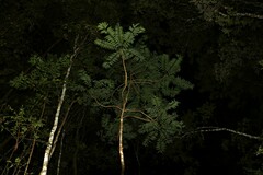 Ailanthus triphysa