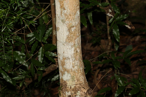 Image of Ailanthus triphysa by (c) Greg Tasney, some rights reserved (CC BY-SA)