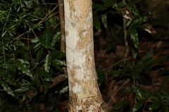 Ailanthus triphysa