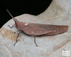 Desmoptera truncatipennis
