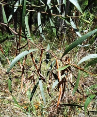 Acacia verniciflua