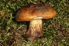 Cortinarius aureofulvus