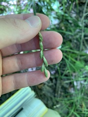 Carex tribuloides sangamonensis