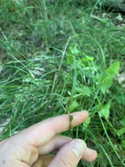 Carex tribuloides sangamonensis