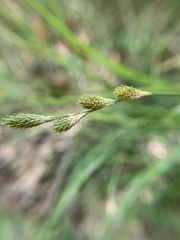Carex tribuloides sangamonensis